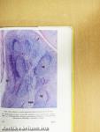 Functionalis anatomia 2.