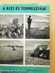 A rizs és termesztése