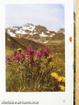 Zauberhafte Alpenblumen