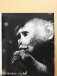 Zoofotografie