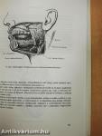Az emberi test felépítése