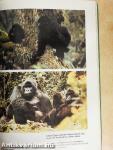 Gorillák a ködben