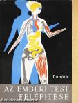 Az emberi test felépítése