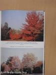 A szarvasi arborétum