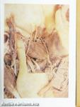 Anatomischer Atlas 1-2.