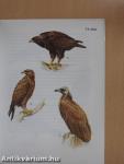 Madarak 3.