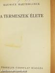 A termeszek élete