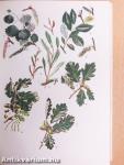 A természet képekben