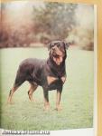 A rottweiler