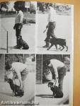 A rottweiler