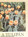 A tulipán