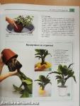 Szobanövények nagykönyve