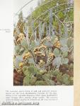 Hortus Botanicus