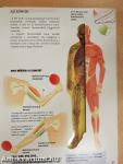 Az emberi test