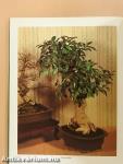 A szép bonsai