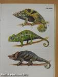 Egzotikus hüllők