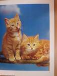 Kittens and Cats in color