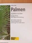 Palmen - so gedeihen sie am besten