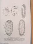 Mechanismus und Psysiologie der Geschlechtsbestimmung