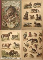 Ruzitska Ármin természetrajza képekben