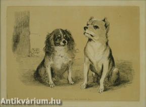 Kutyaportrék 1848 - rézkarc, papír, 14,5 cm x 20,9 cm