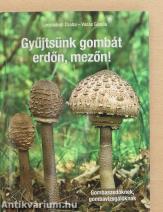 Gyűjtsünk gombát erdőn, mezőn!