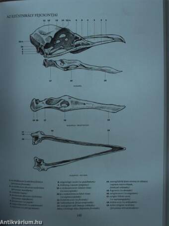A madarak művészeti anatómiája