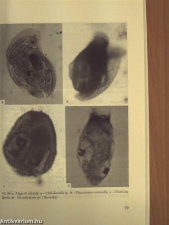 A protozoológia alapjai