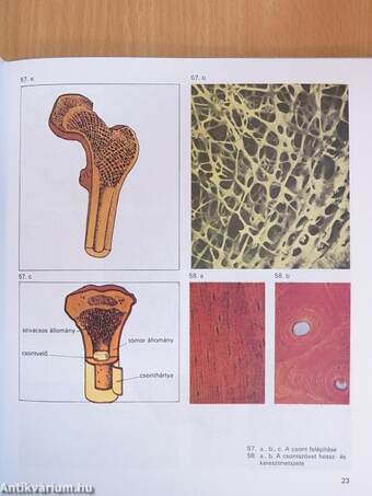 Biológiai album II.