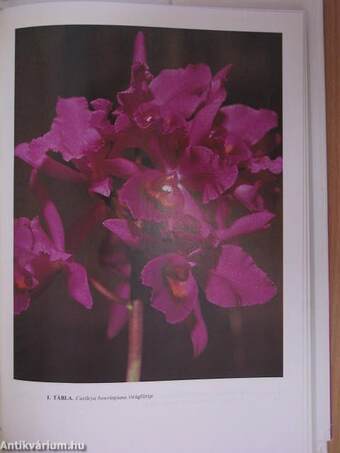 Orchideák és broméliák