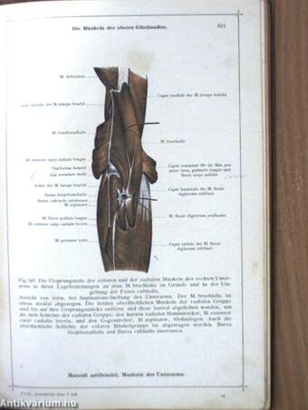 Anatomischer Atlas für studierende und Ärzte III. 