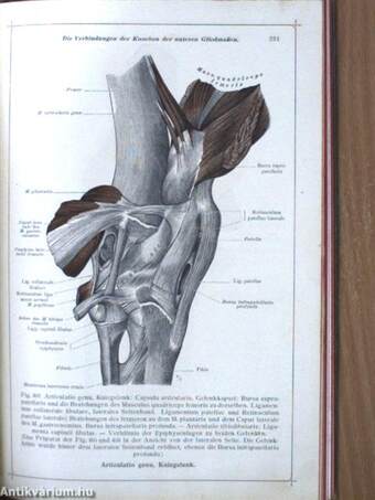 Anatomischer Atlas für studierende und Ärzte II.