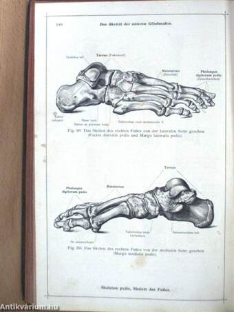 Anatomischer Atlas für studierende und Ärzte I. 