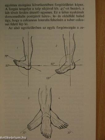 A láb orthopaediai megbetegedései