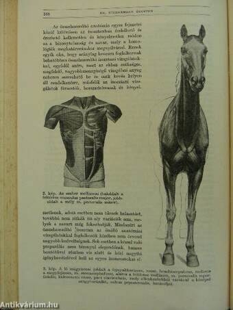 Természettudományi Közlöny 1941. január-december/Pótfüzetek a Természettudományi Közlönyhöz 1941. január-december