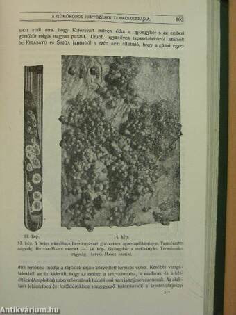 Természettudományi Közlöny 1917. január-december/Pótfüzetek a Természettudományi Közlönyhöz 1917. január-december