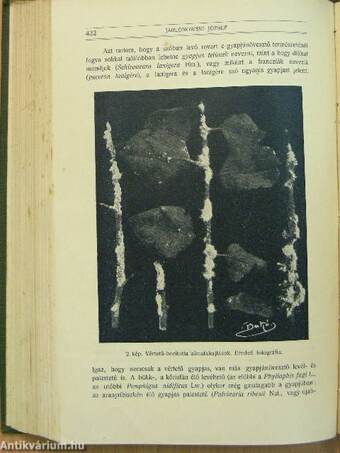 Természettudományi Közlöny 1913. január-december/Pótfüzetek a Természettudományi Közlönyhöz 1913. január-december