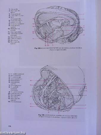 Atlas anatomiae I-II.