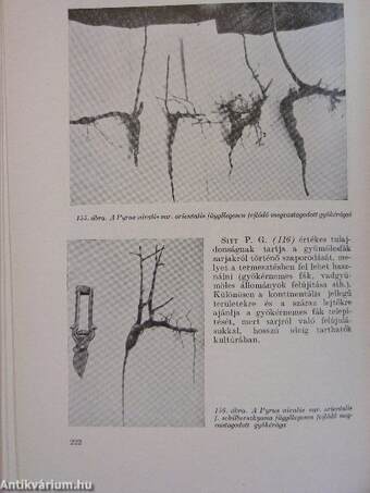 A kertészeti és szőlészeti főiskola évkönyve 1958