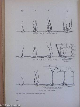 A szőlő telepítésétől a szüretig