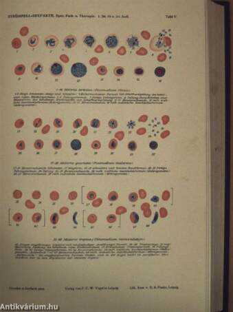 Lehrbuch der Speziellen Pathologie und Therapie der inneren Krankheiten I-II.