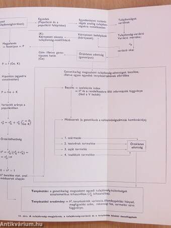 A populációgenetika ABC-je