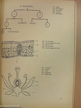 Biológiai korrepetitor I-II.