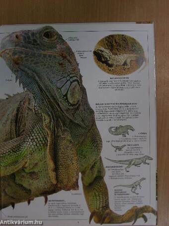 A dinoszaurusz