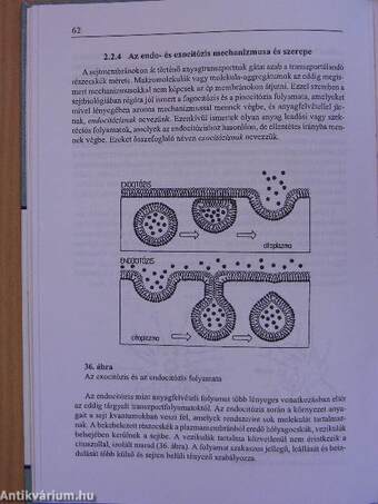 A funkcionális sejttan alapjai