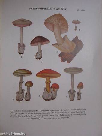 Erdő-mező gombái