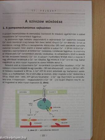 Az anginaszindróma értelmezése - a kezelési stratégiai kiterjesztése