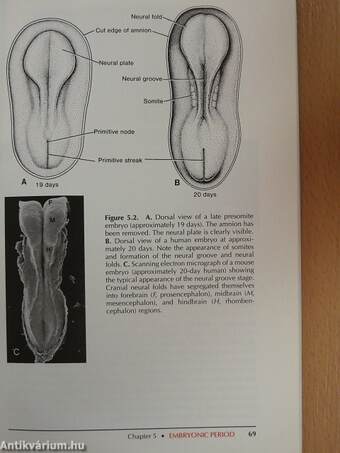 Langman's medical embryology