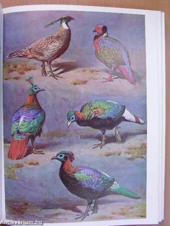 The pheasants of the world