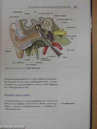 Fülzúgás